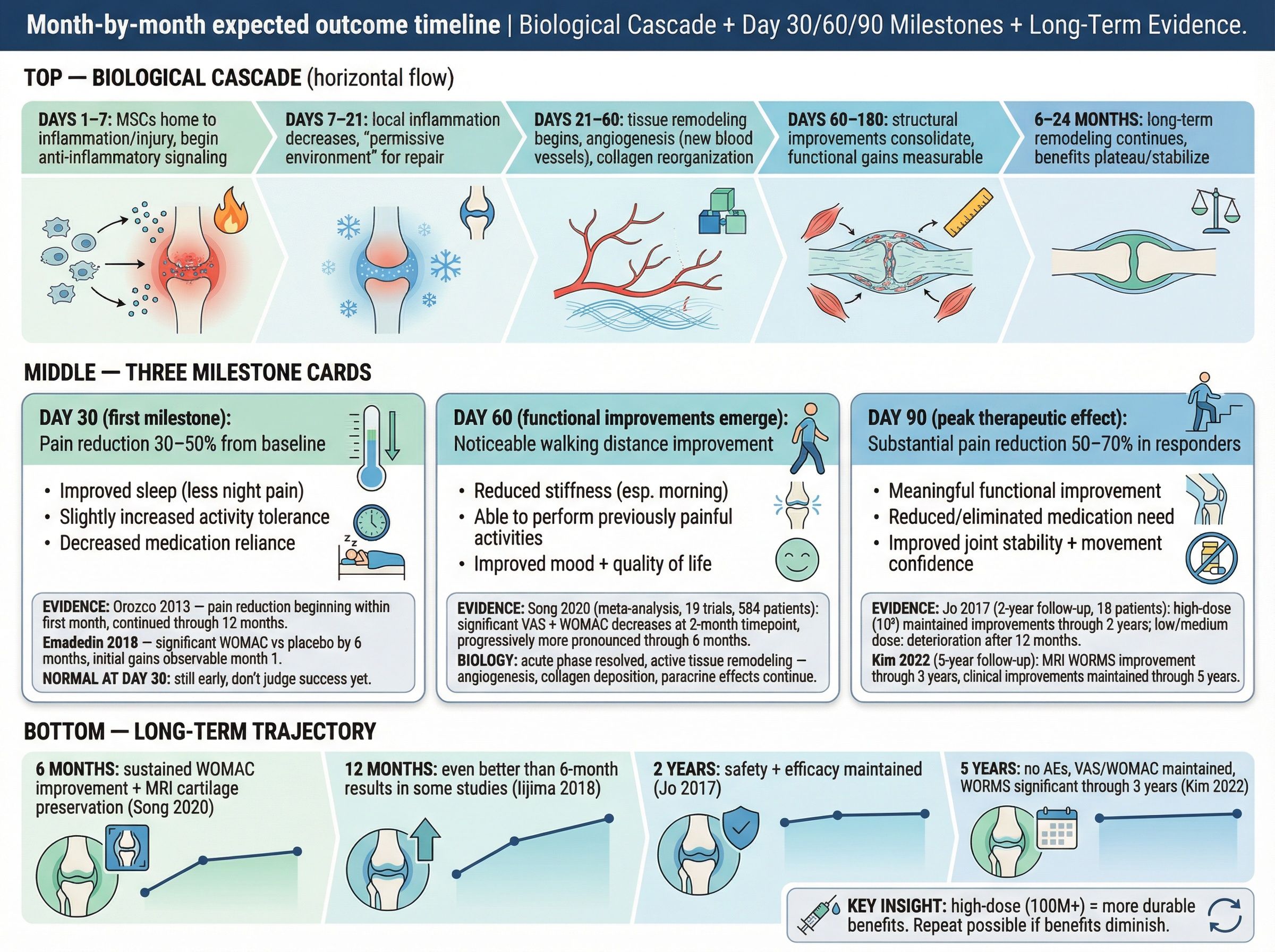 Timeline showing stem cell activity at 30, 60, and 90 days