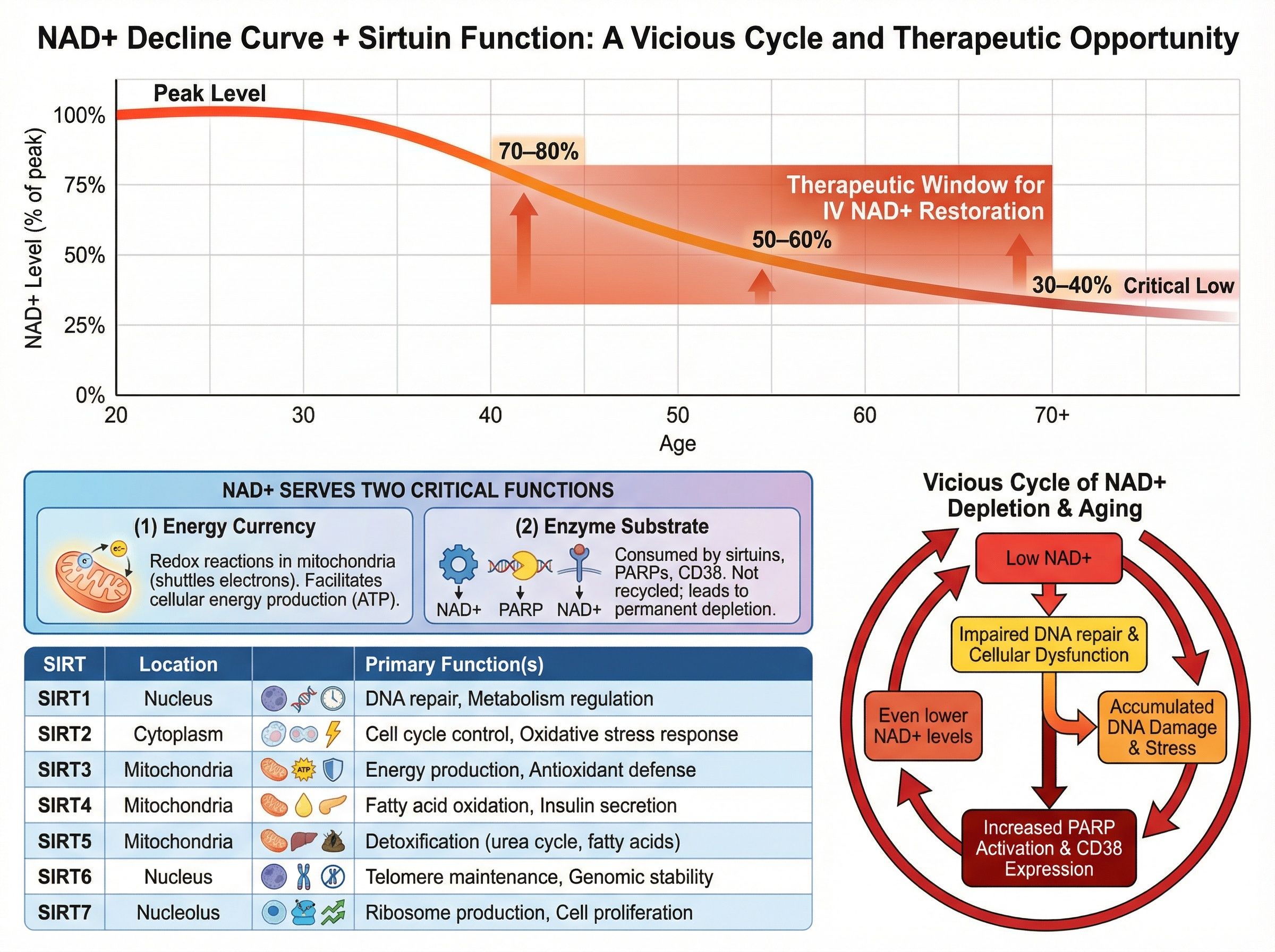 Graph showing NAD+ levels declining with age