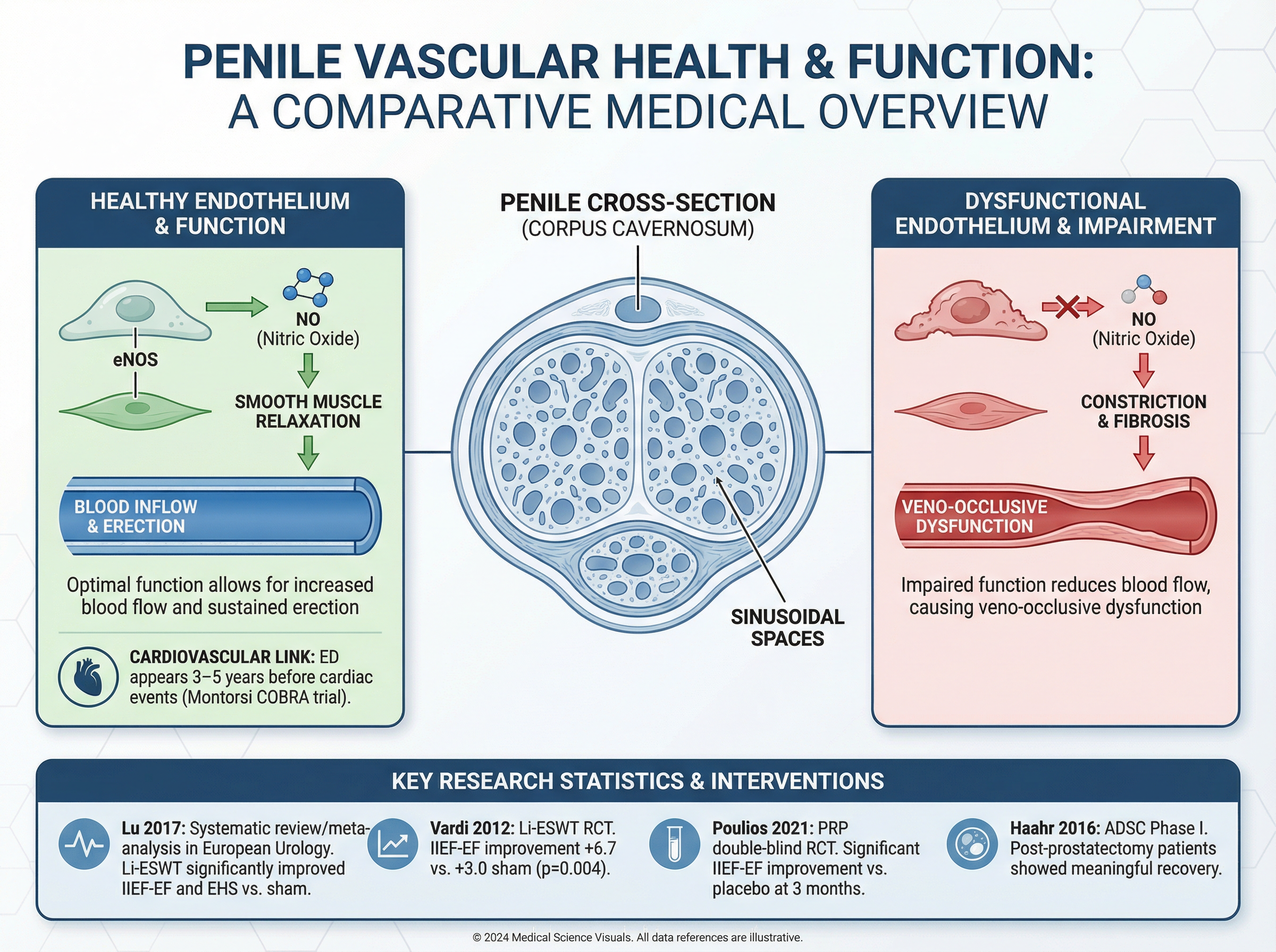 Diagram showing penile vascular anatomy with comparison of healthy vs. impaired endothelial function