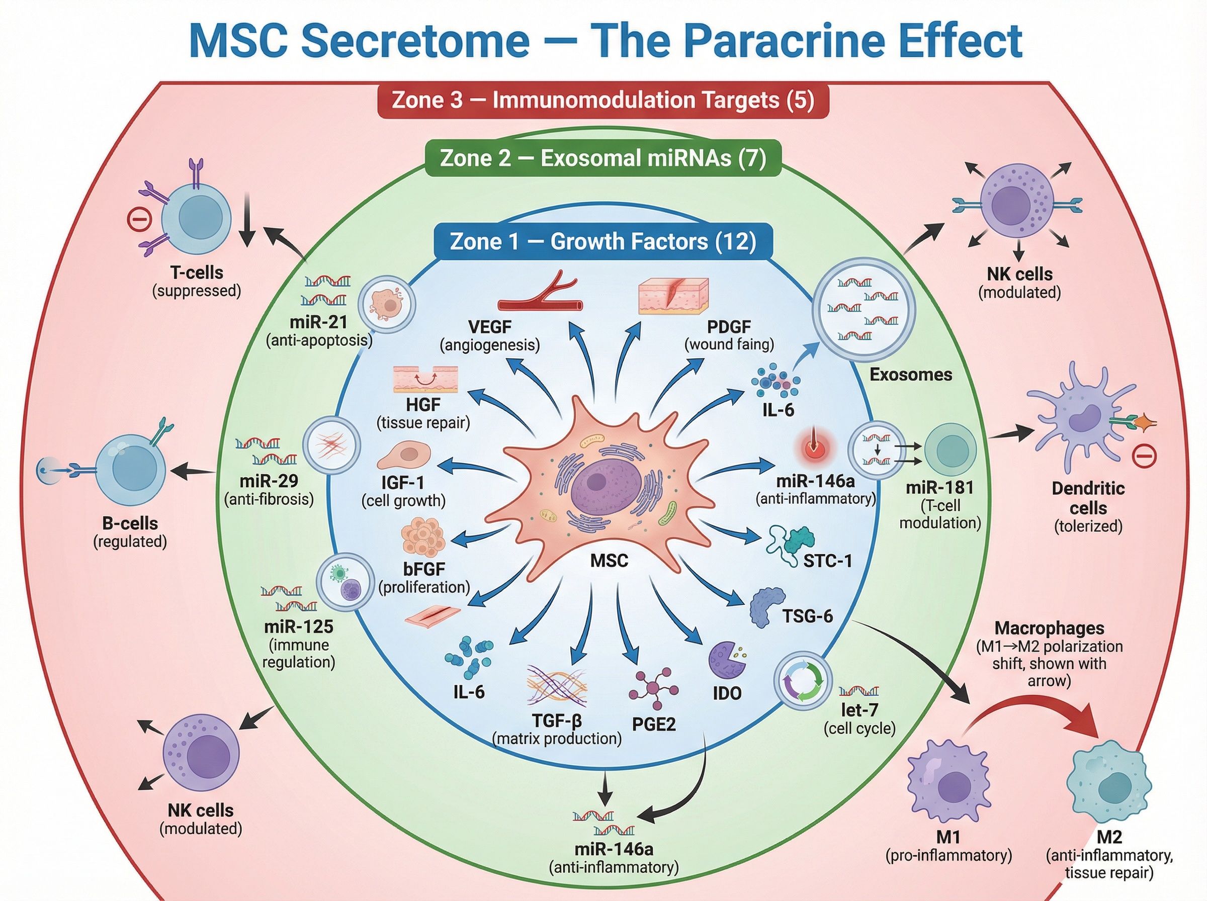 Diagram of MSC paracrine signaling mechanism