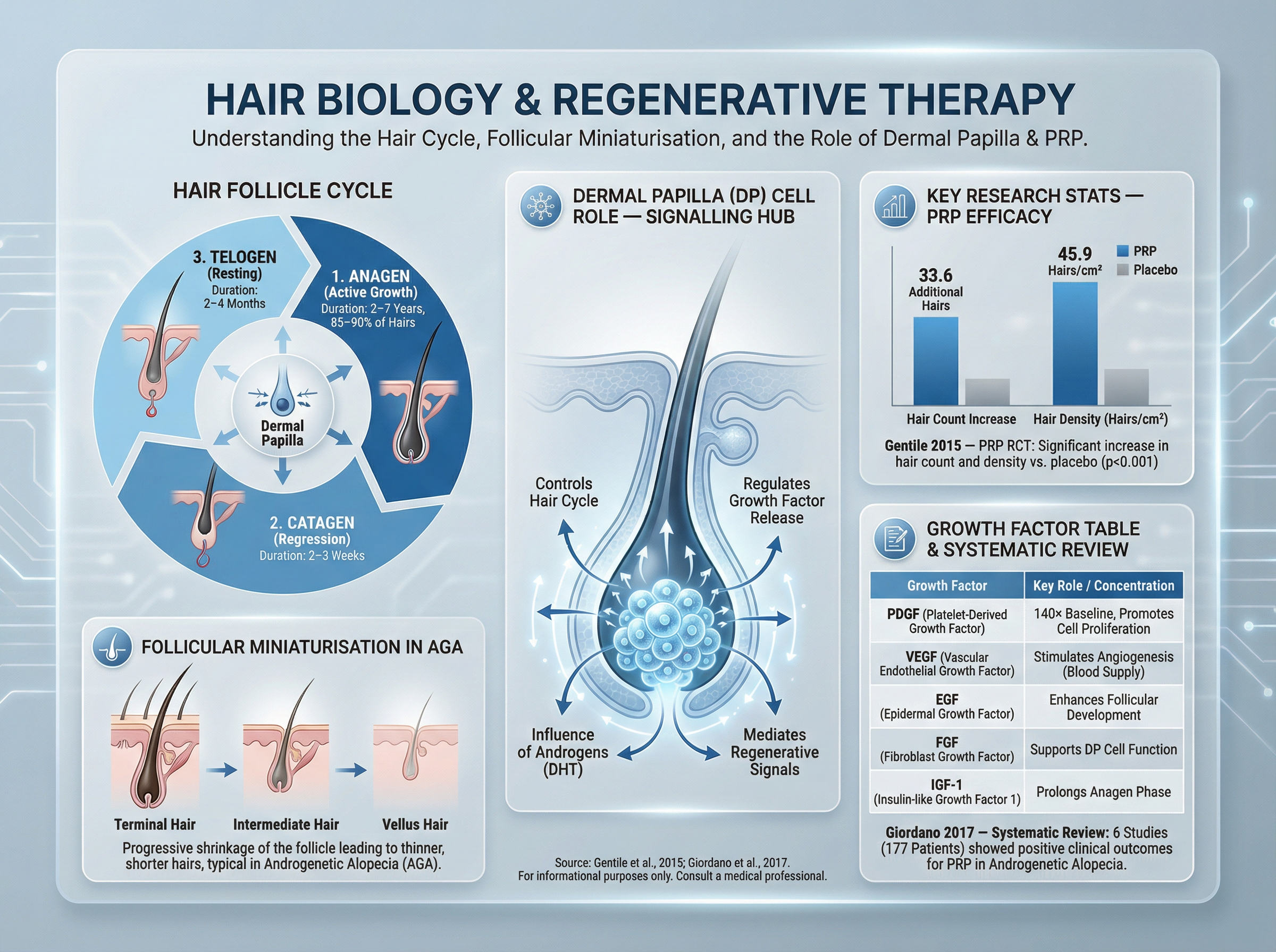 Diagram showing the hair follicle cycle with anagen, catagen, and telogen phases and follicular miniaturisation