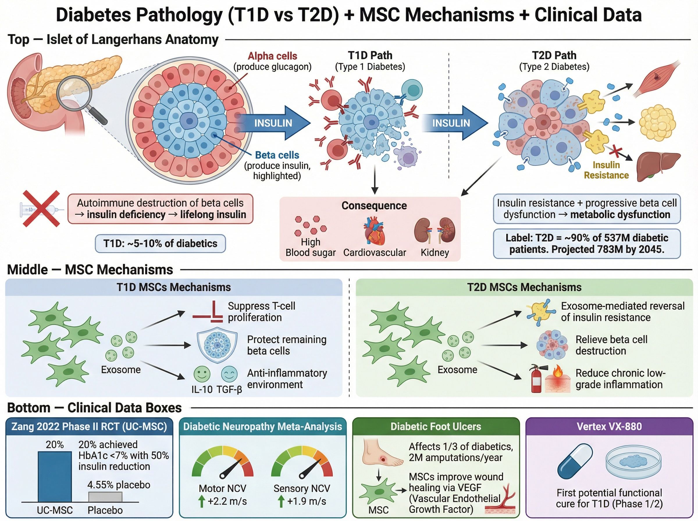 Diagram of pancreatic beta cells and insulin production