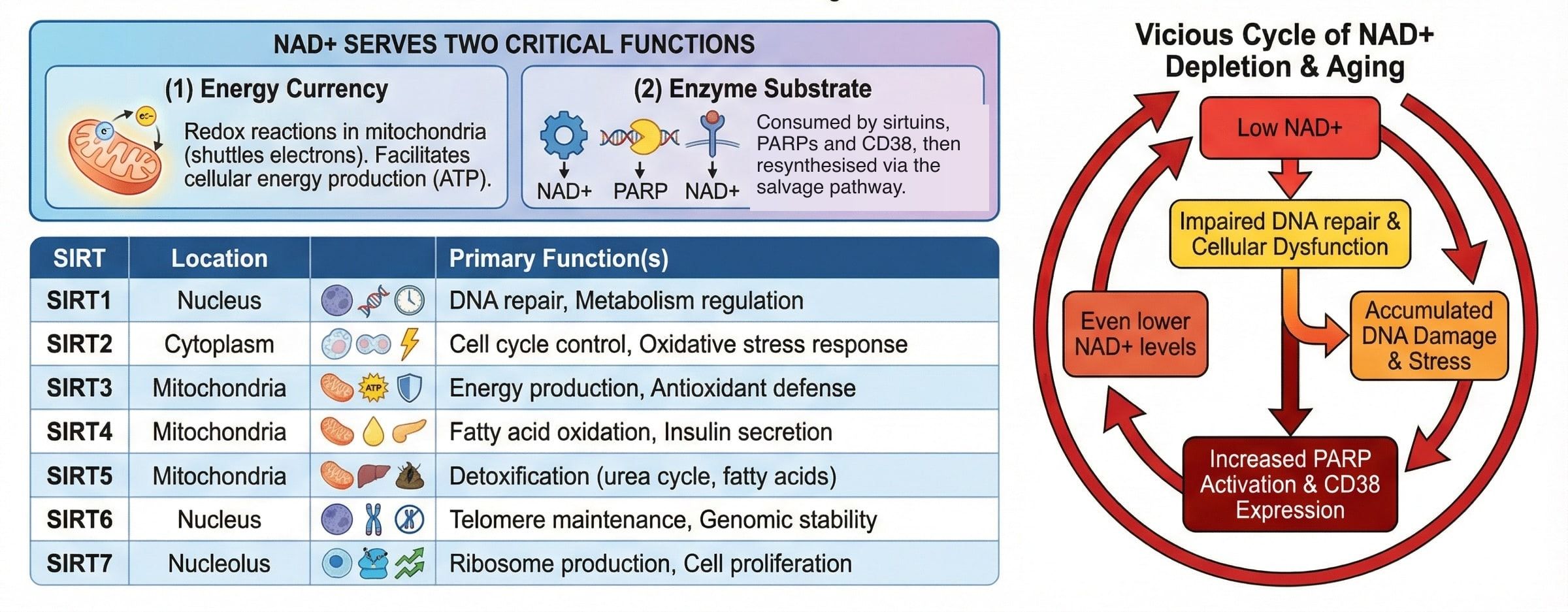 Diagram of the two roles of NAD+ in the cell, the sirtuin family with their locations and functions, and the proposed cycle linking low NAD+ to impaired DNA repair