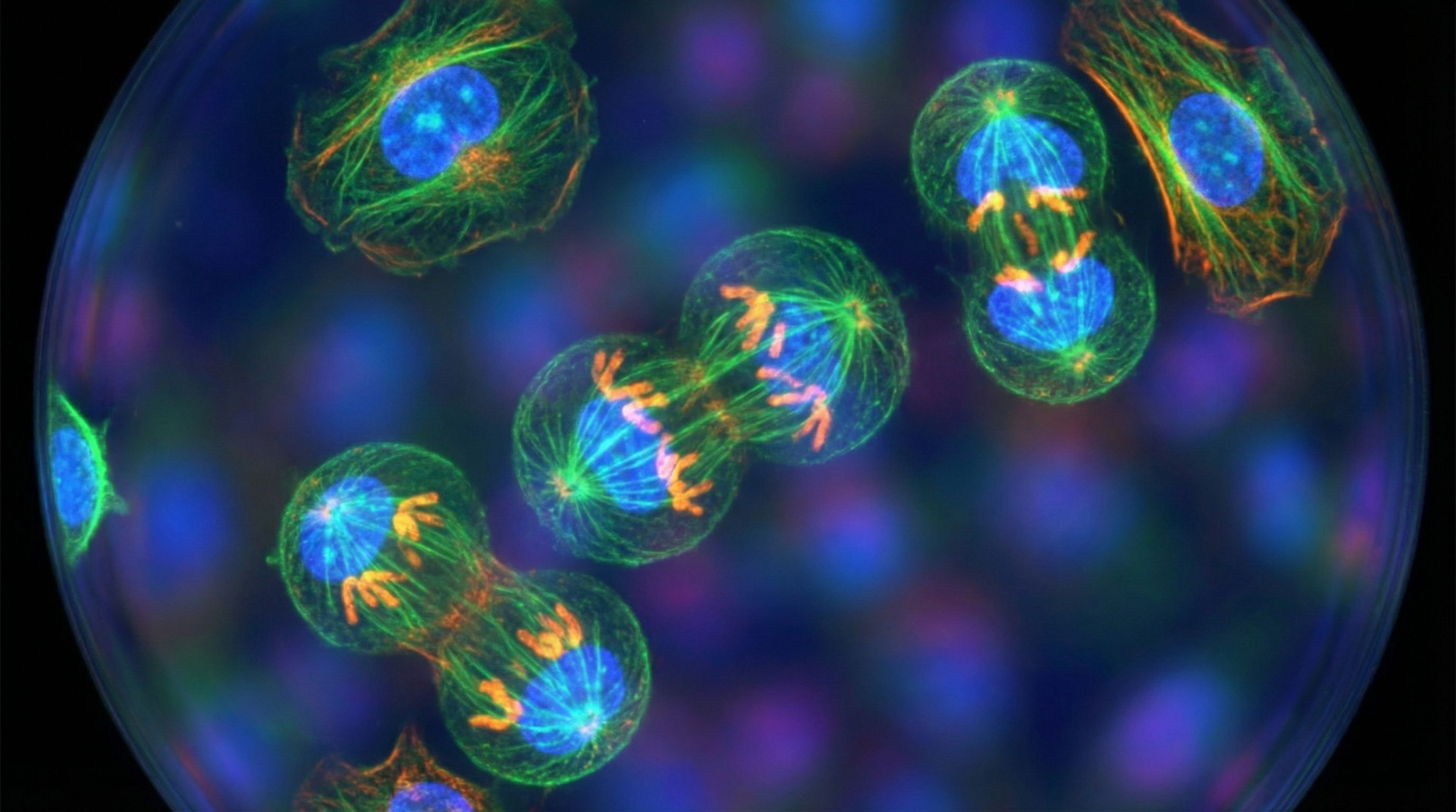 Microscopic view of human stem cells in culture