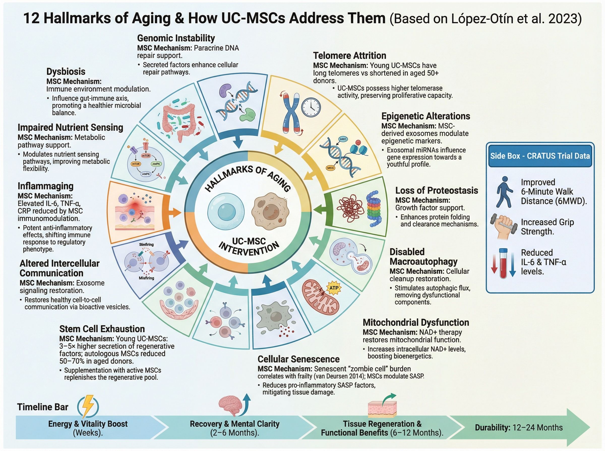 Infographic of the hallmarks of aging and how stem cells address them