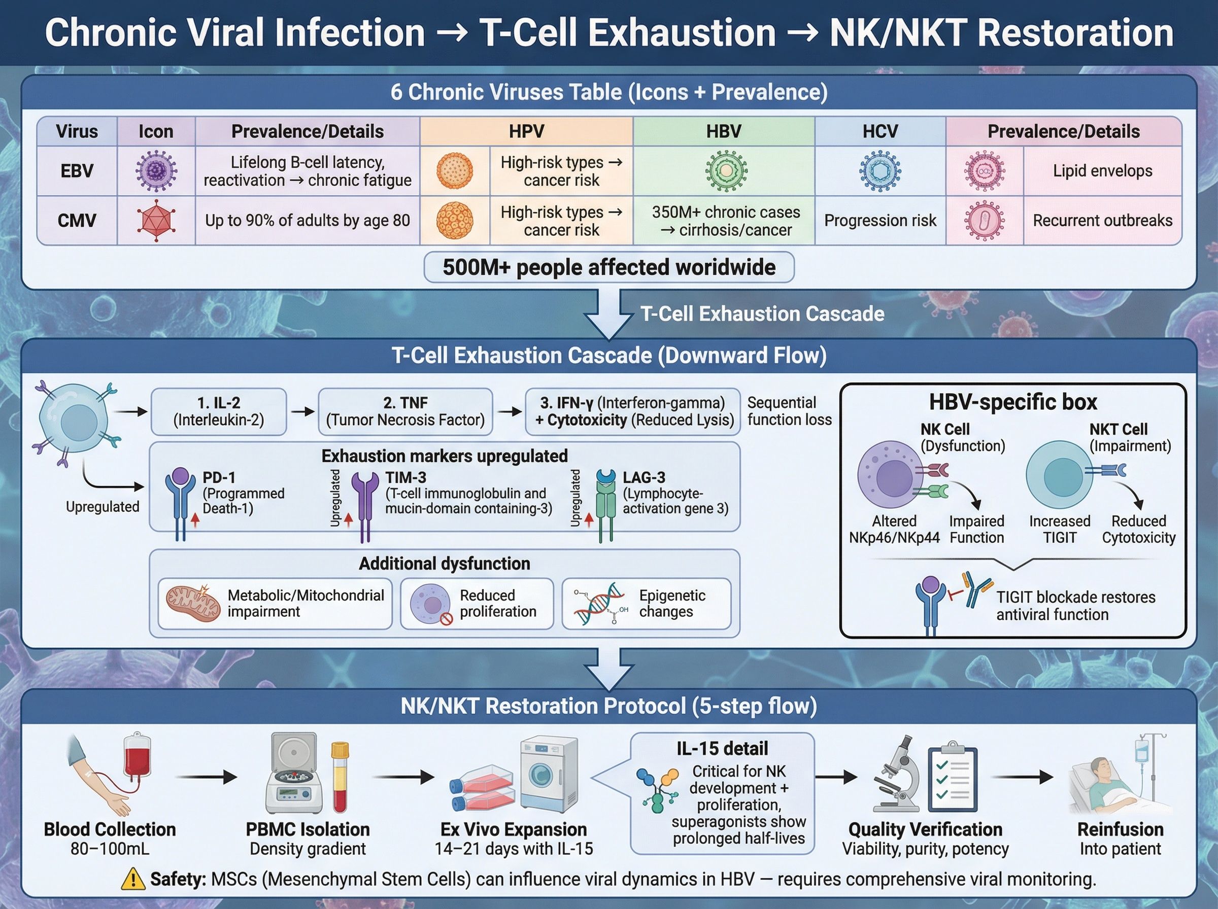 Diagram of immune system response to chronic viral infection