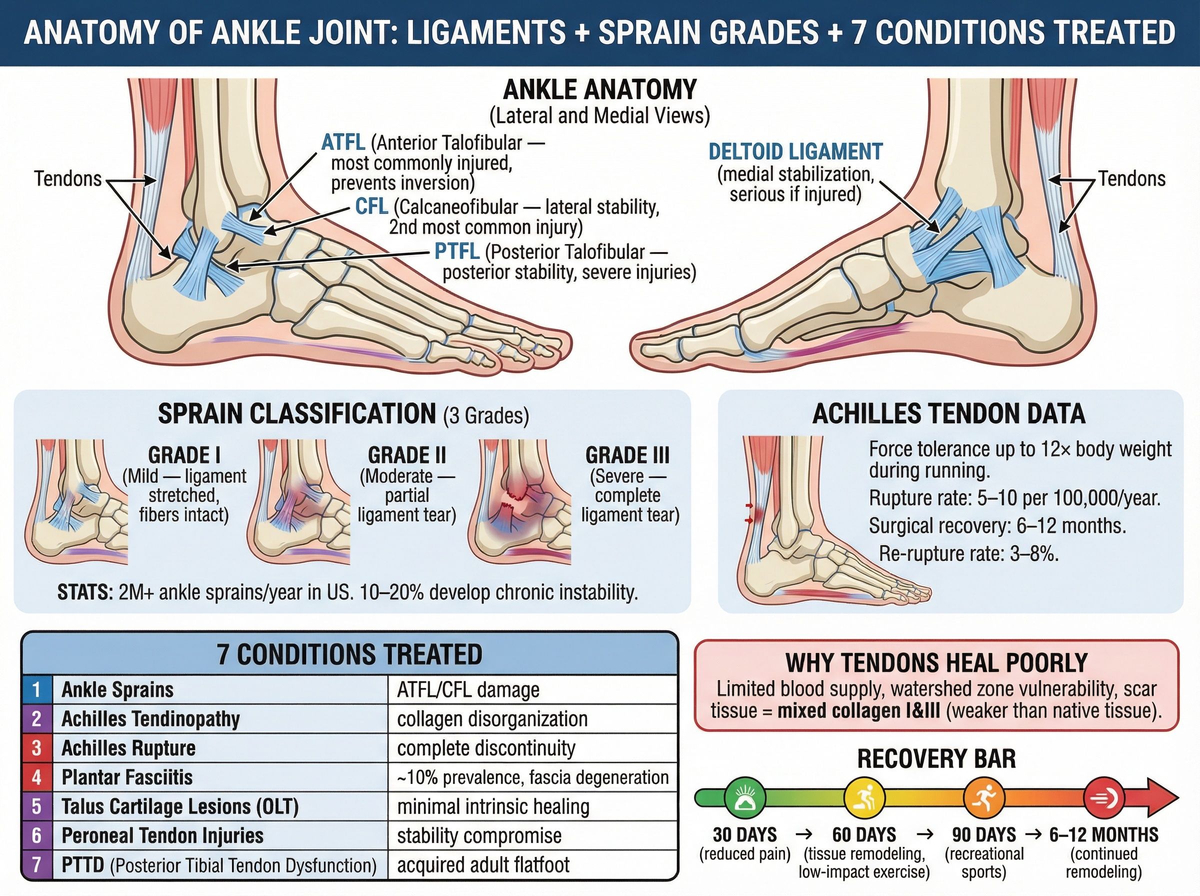 Anatomy of ankle joint showing ligaments and tendons