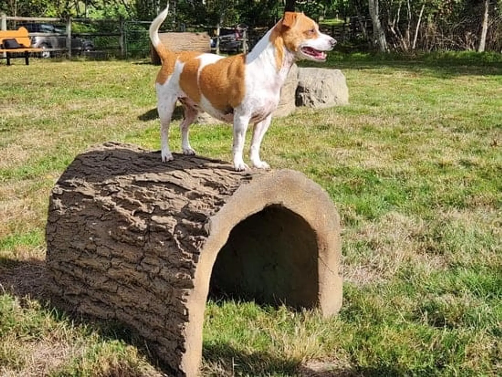 Terrier Tunnel With Terrier — Dog Parks