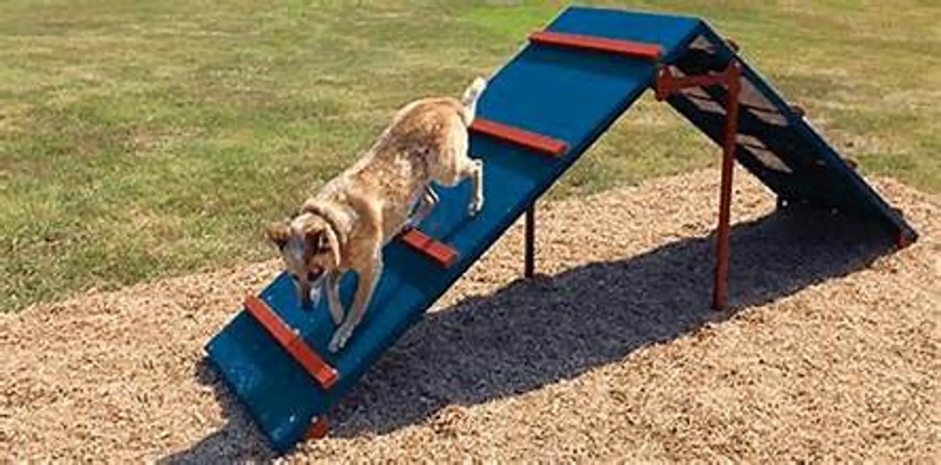 How Big Should a Dog Park Be? (Size Planning Guide)