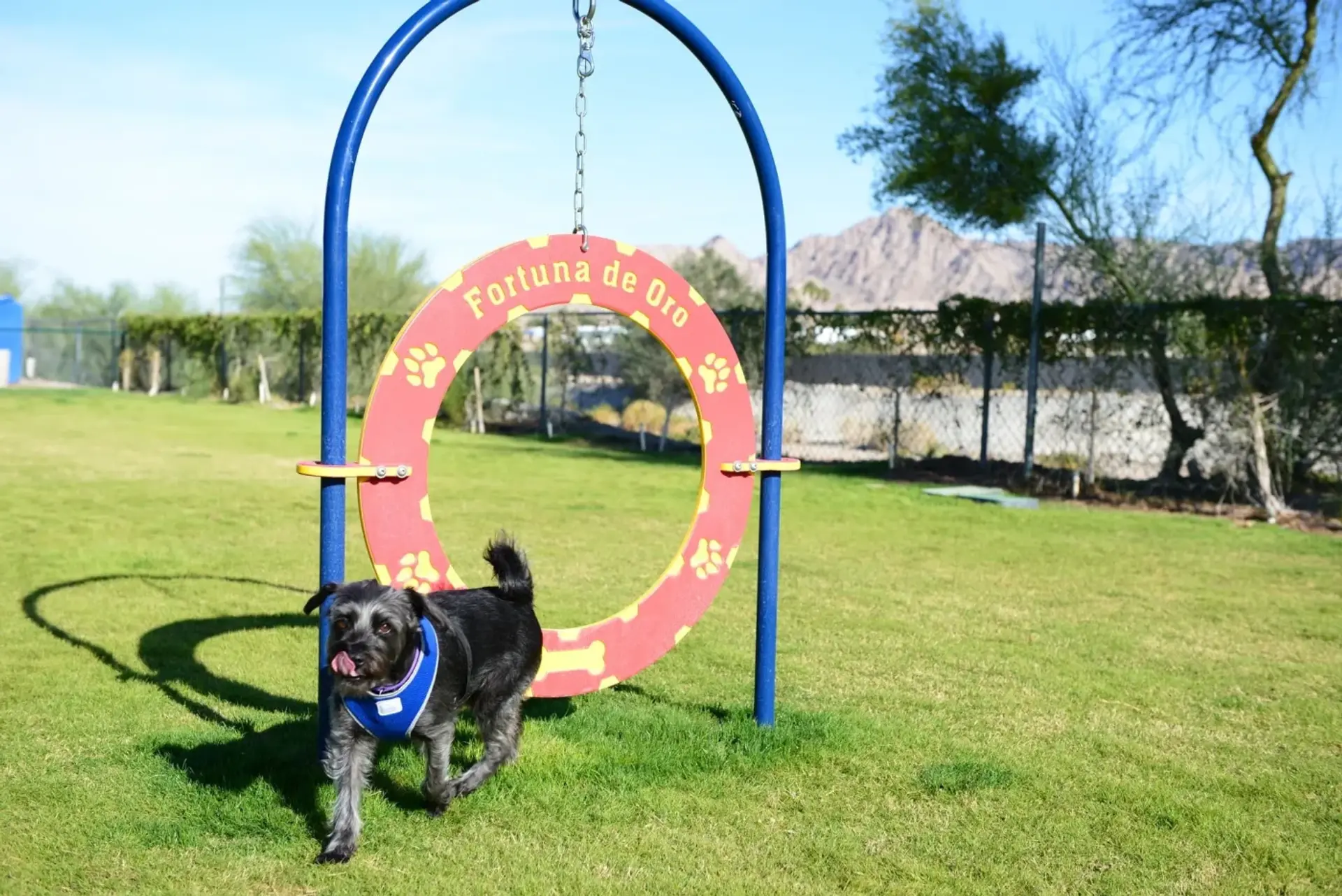 Dog park agility equipment installed by Westplay
