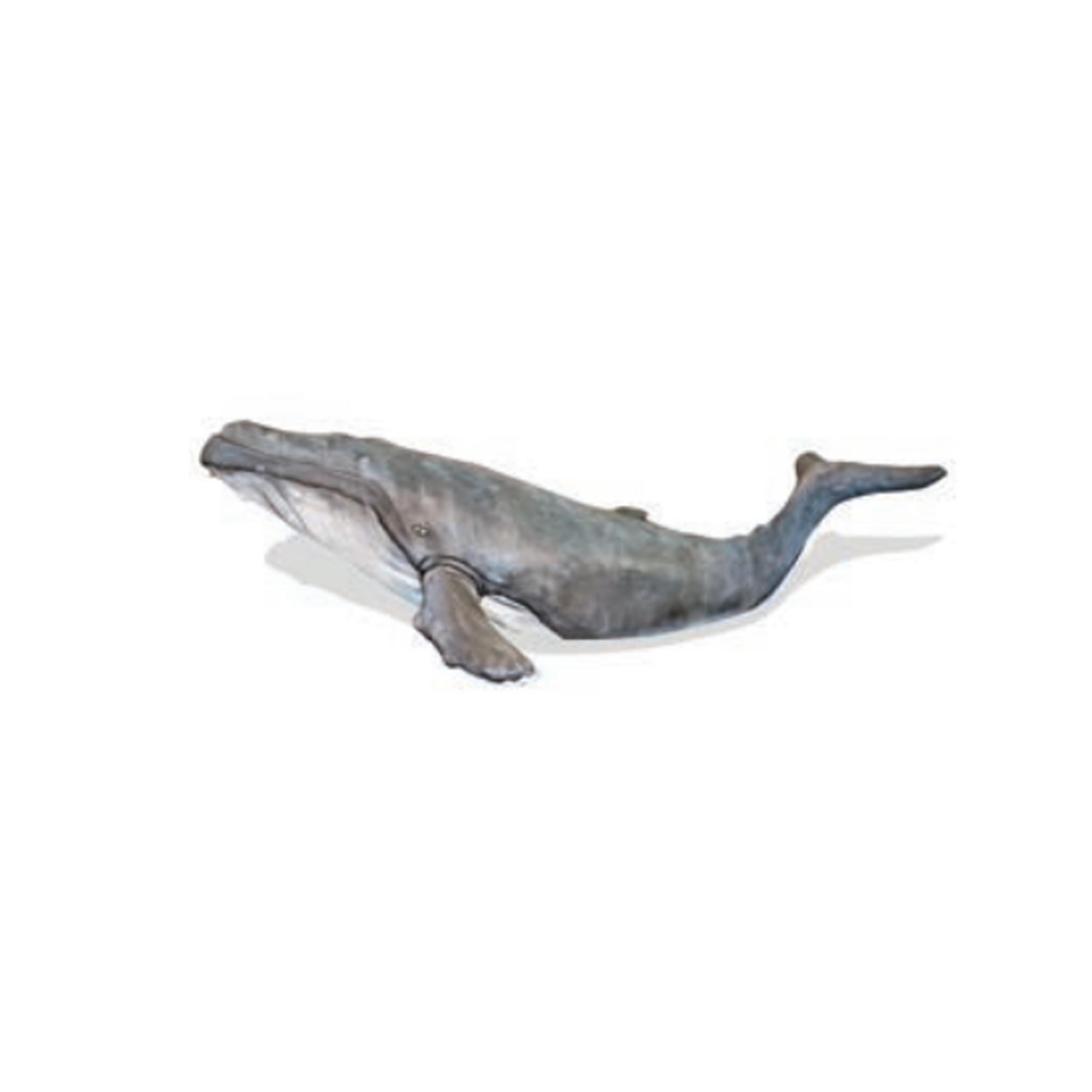 Humpback Whale