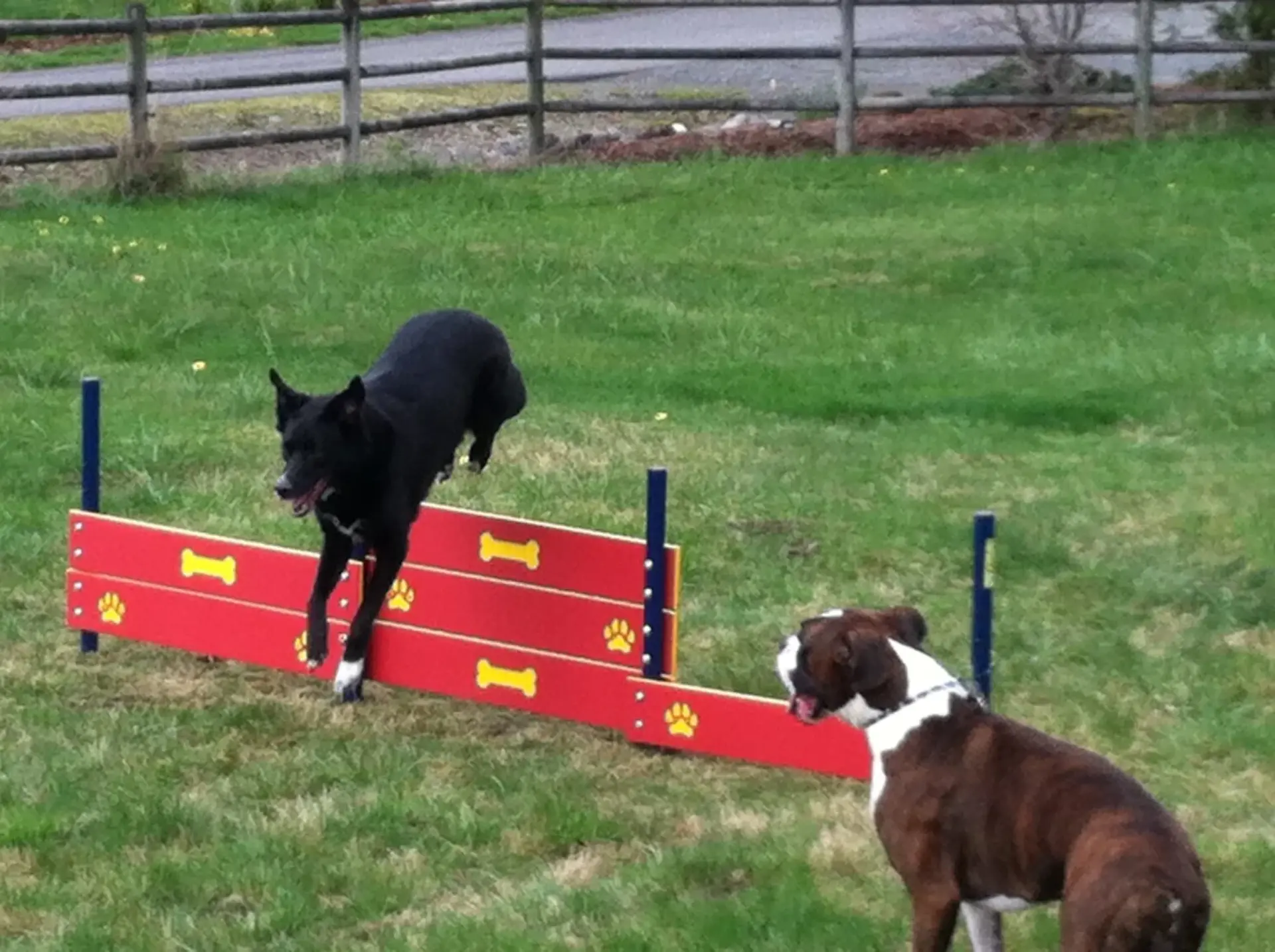 Dog park agility equipment installed by Westplay