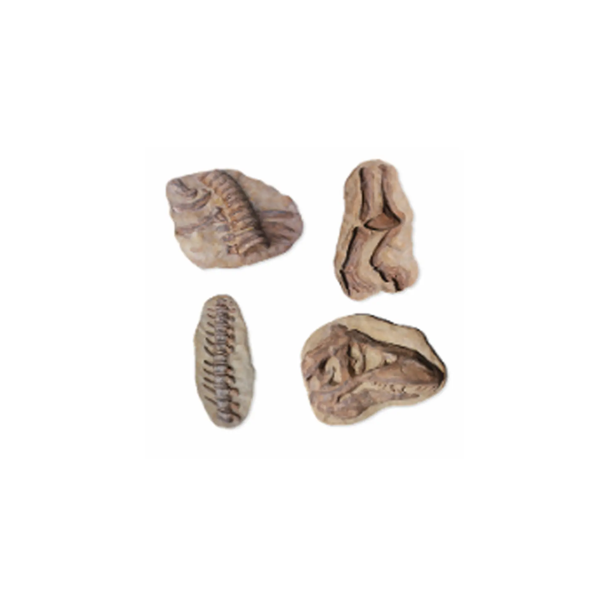 Dig Bones (Set of 4) - Playground Equipment
