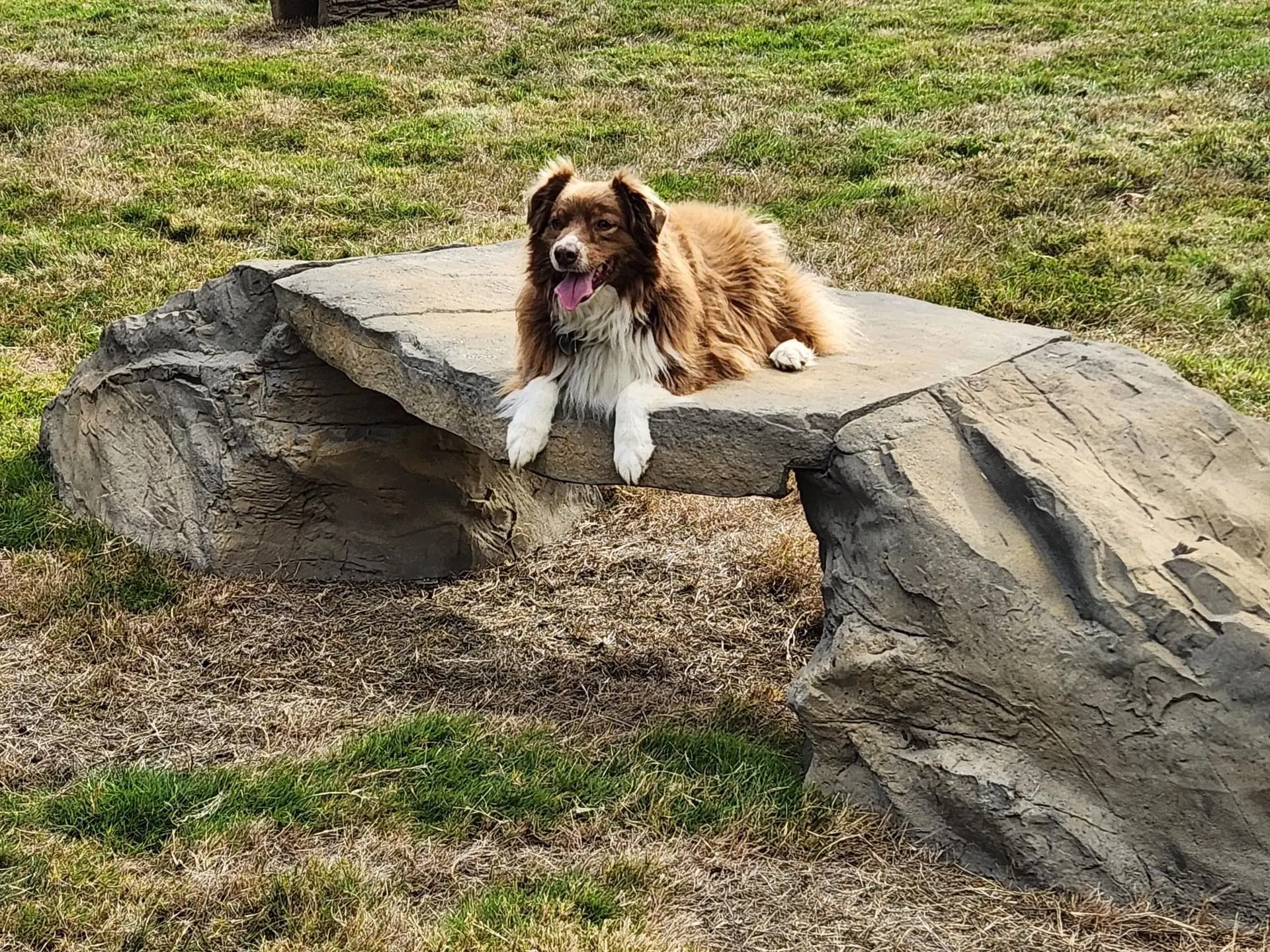 Canine Crossing With Dog — Dog Parks