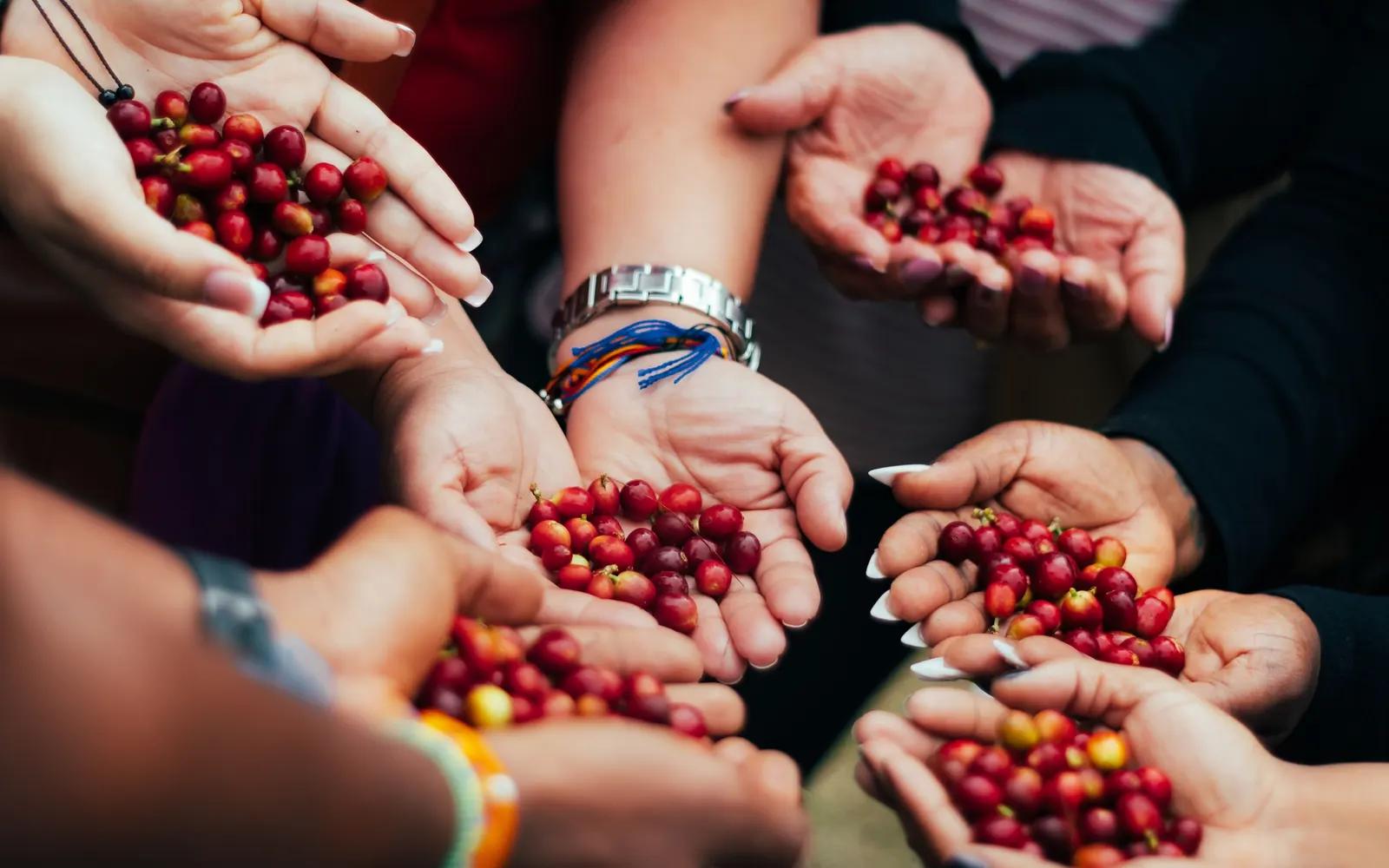 Varias manos juntas sostienen granos de café recién cosechados.