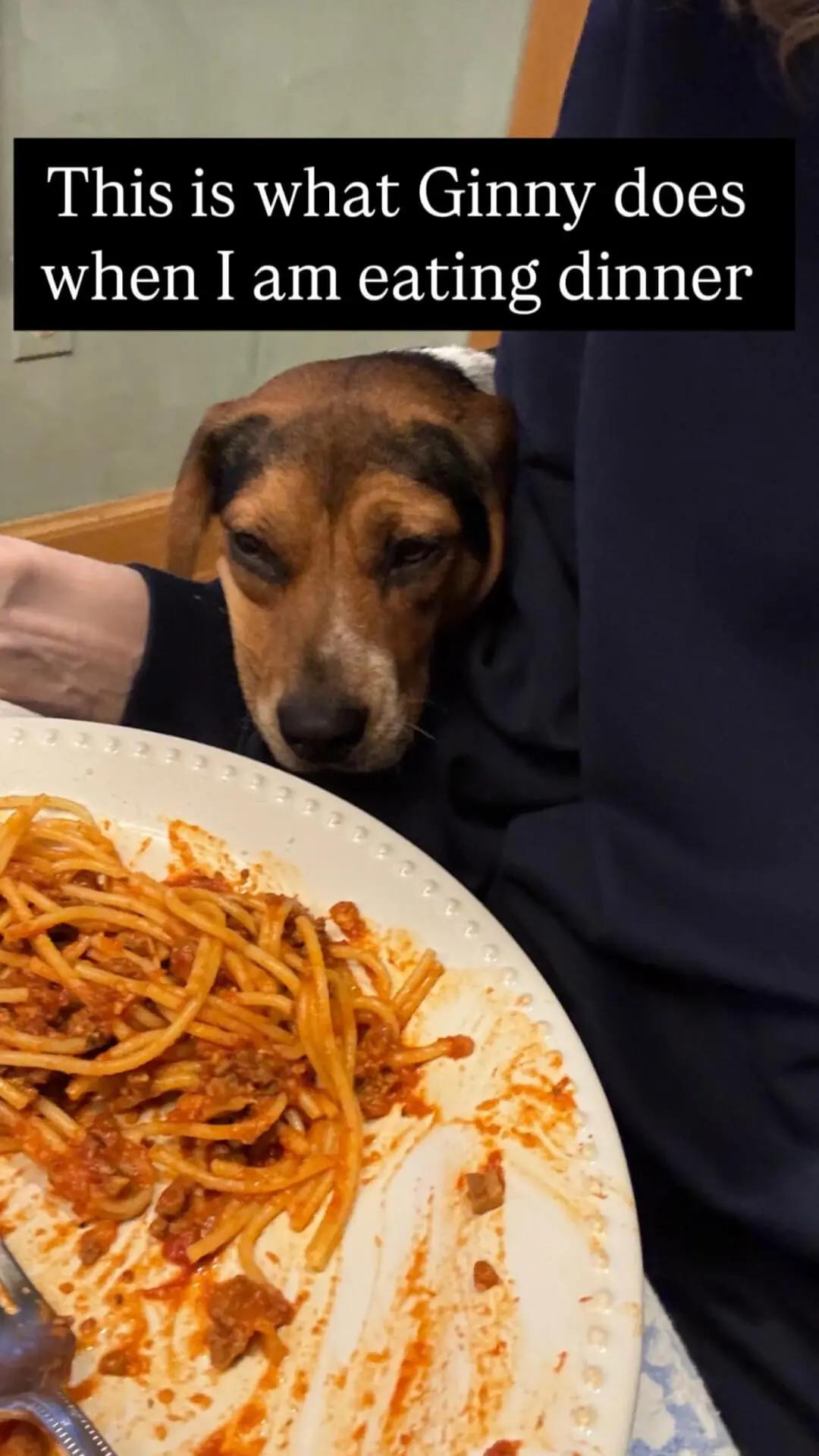 Sharon's dog Ginny eyeing her pasta dinner