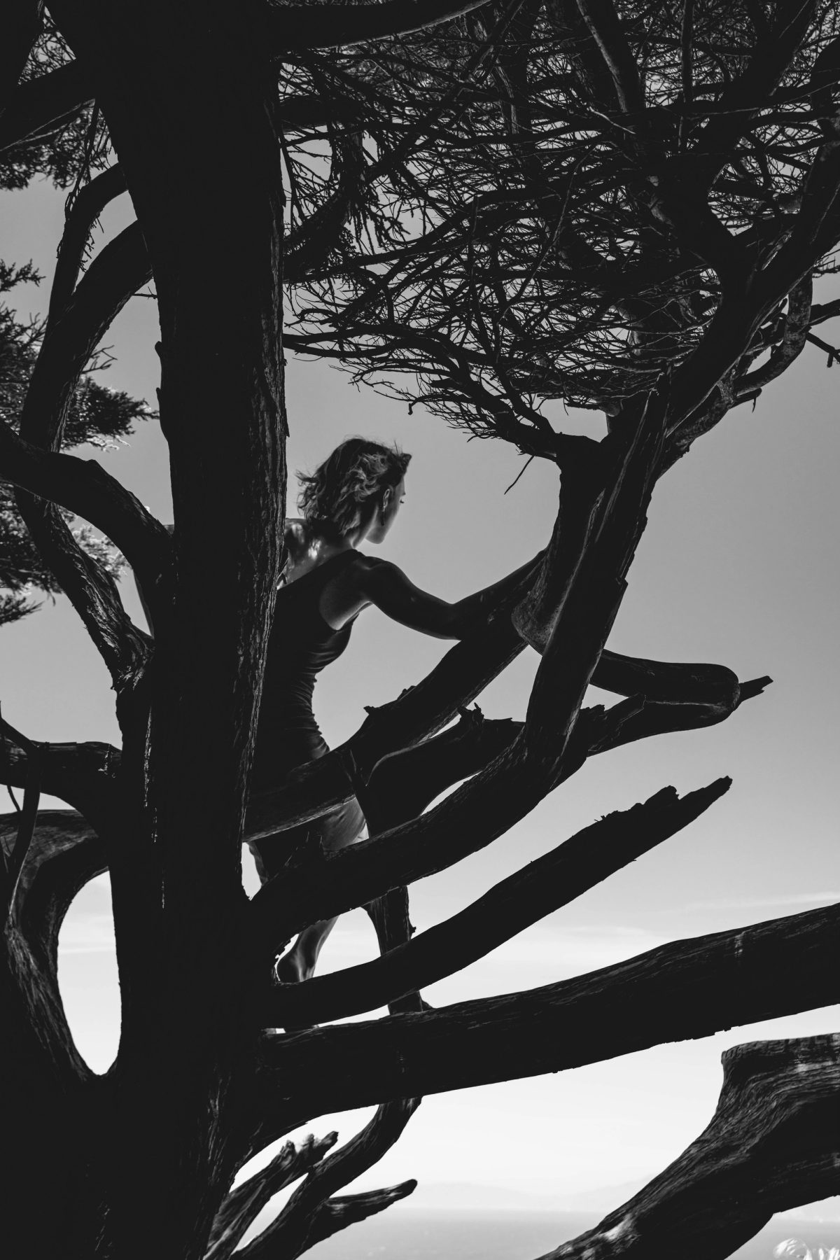 Black and white photo of a figure climbing in the branches of a cypress tree