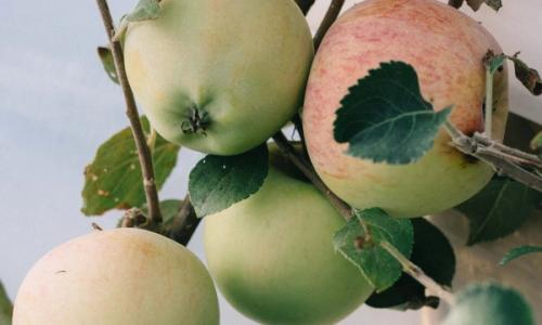 Event On The Farm: Wassail