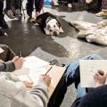 Dog Life Drawing