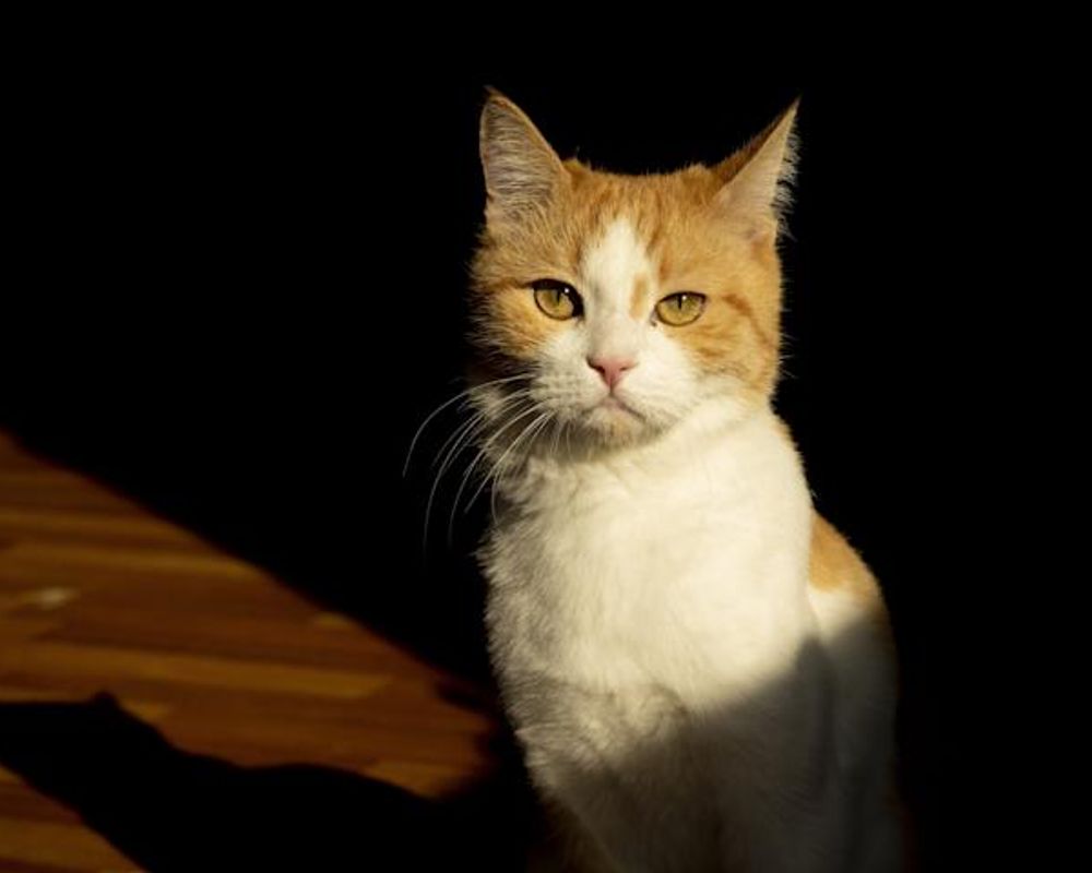 The History & Folklore of Cats