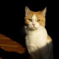 The History & Folklore of Cats