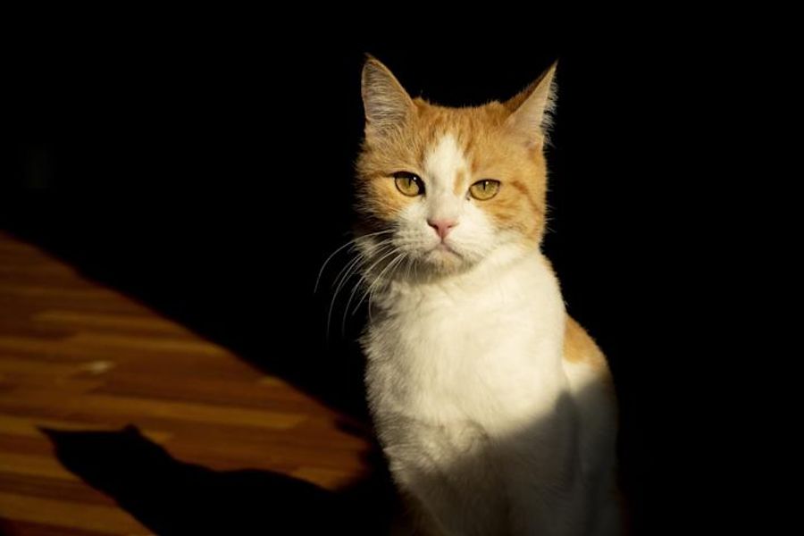 The History & Folklore of Cats