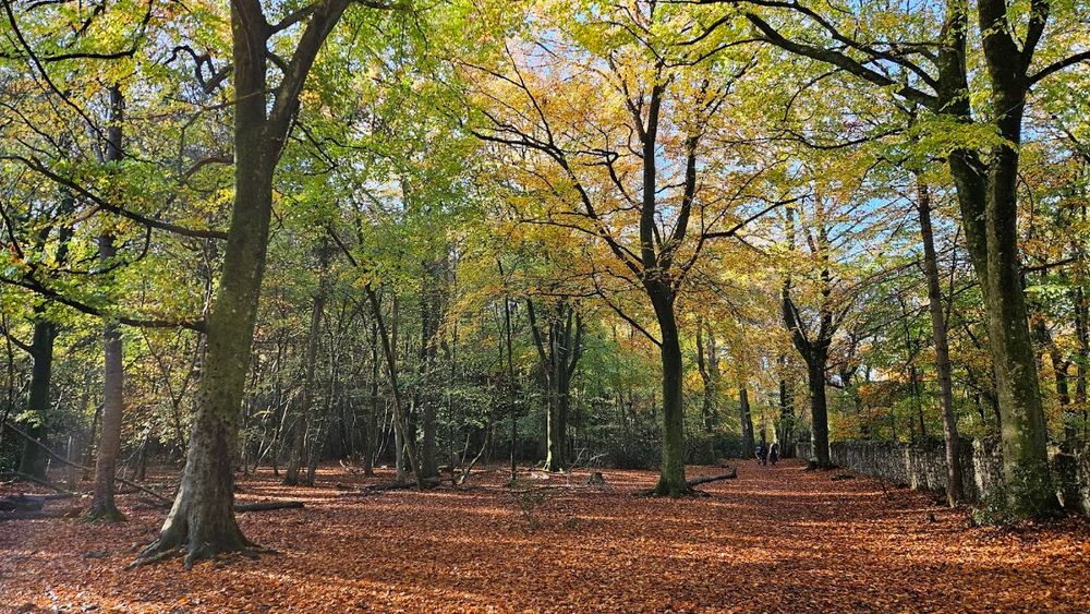 Leigh Woods and the Avon Gorge