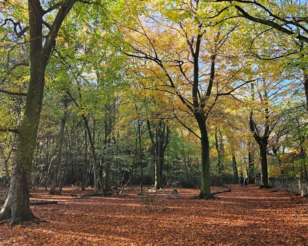 Leigh Woods and the Avon Gorge