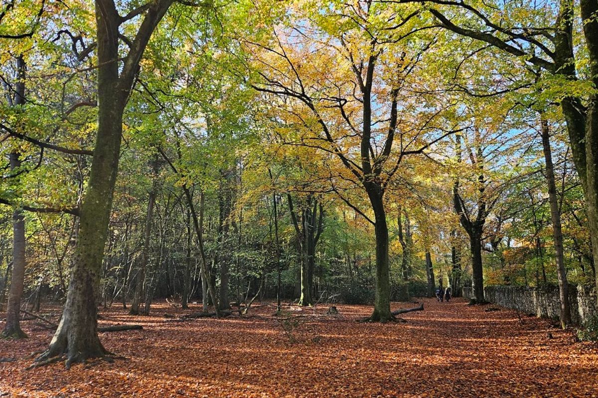 Leigh Woods and the Avon Gorge