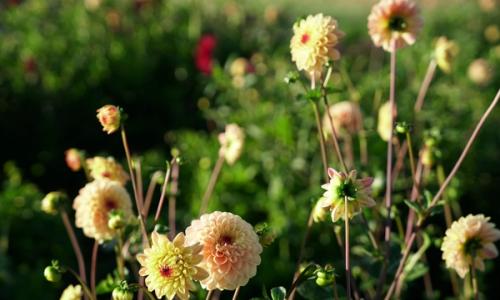 EVENT ON THE FARM: Pick your own flowers Friday, Saturday and Sunday's from 20th June - October