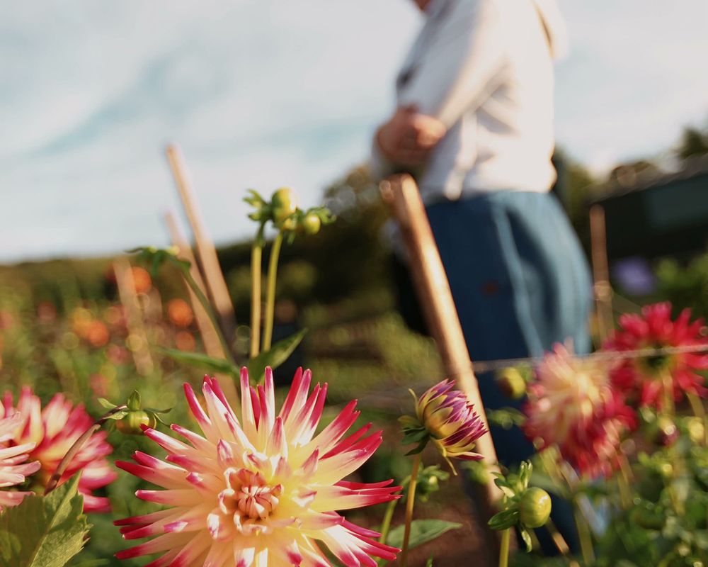 Five Acre Farm Flower Picking