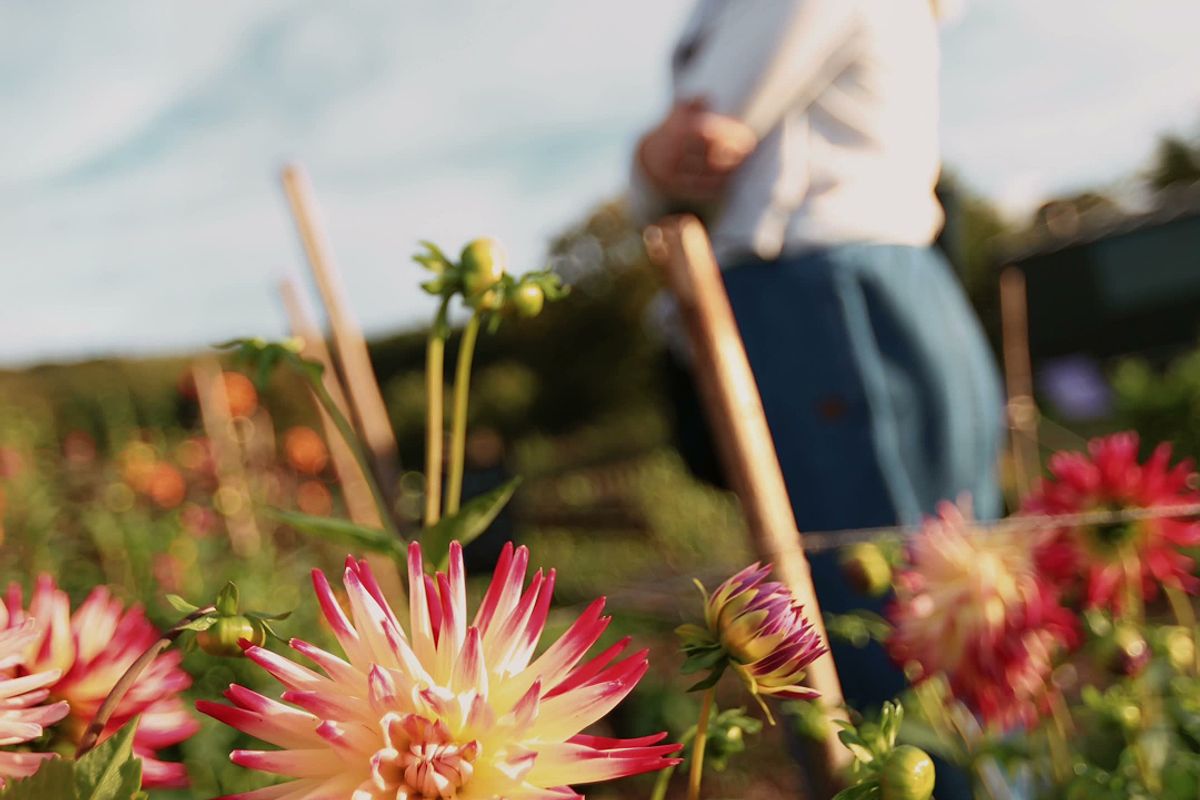 Five Acre Farm Flower Picking