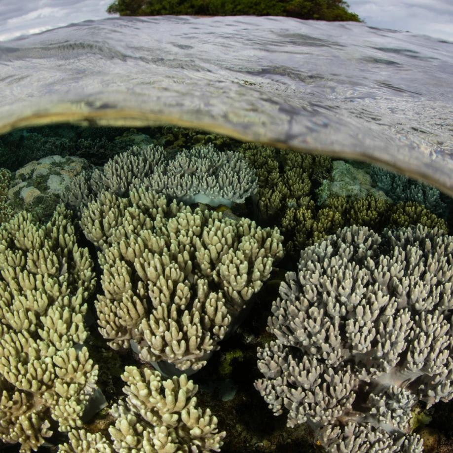 Img papua 043x