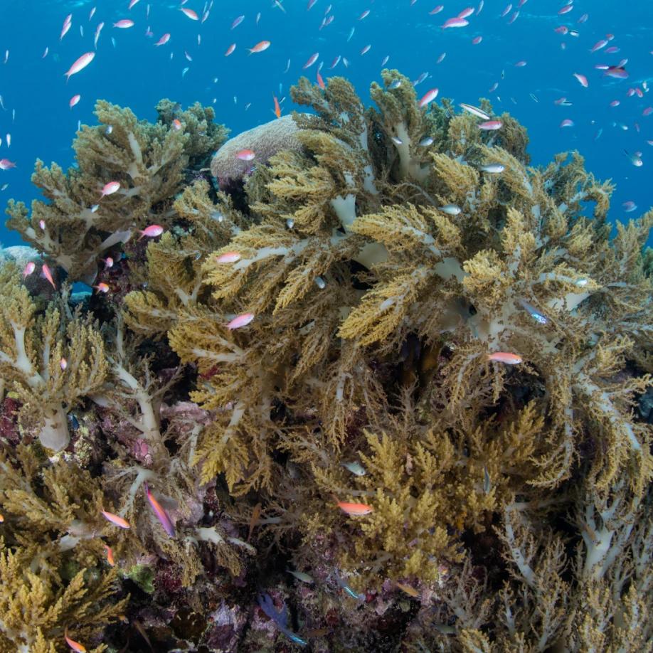 Img papua 073x