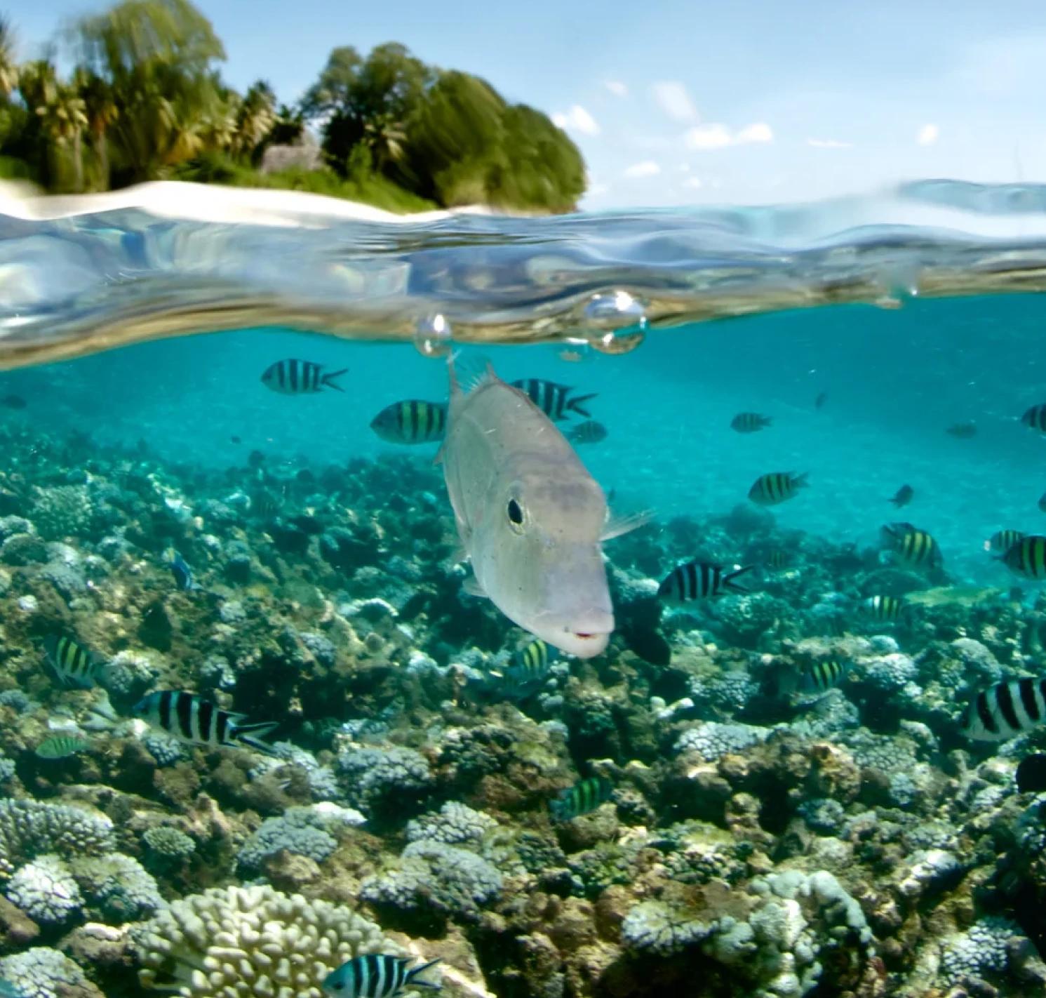 Layoutseychelles