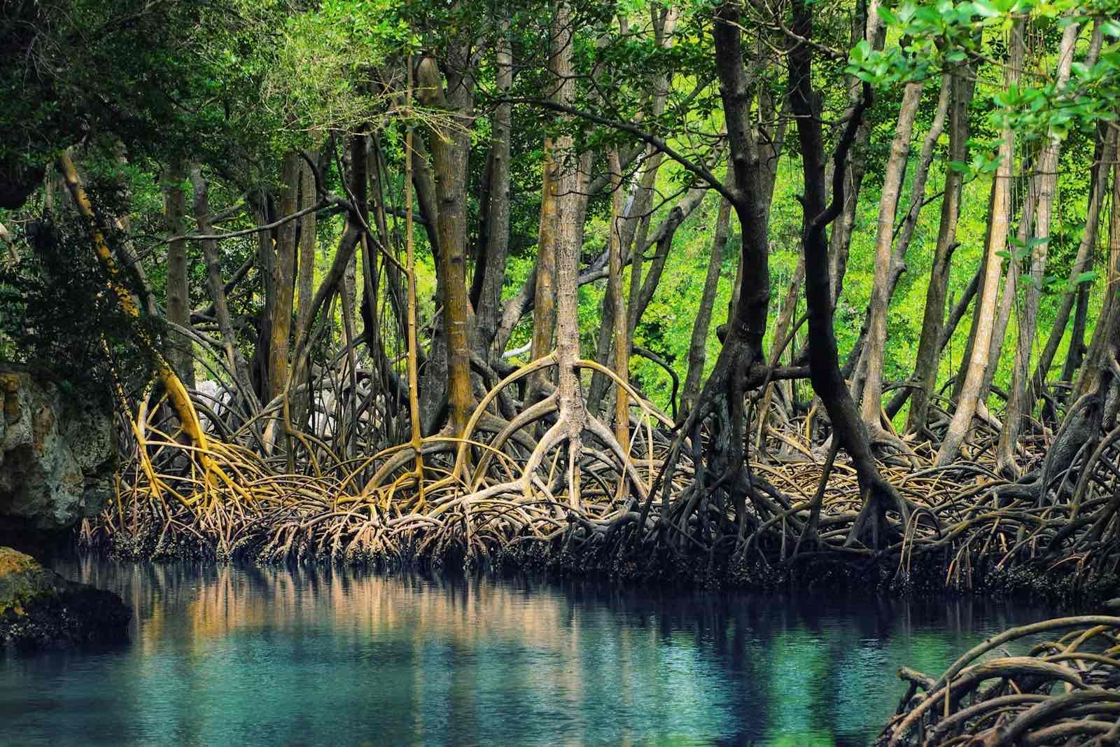612 bahamian antillean mangroves anton bielousov