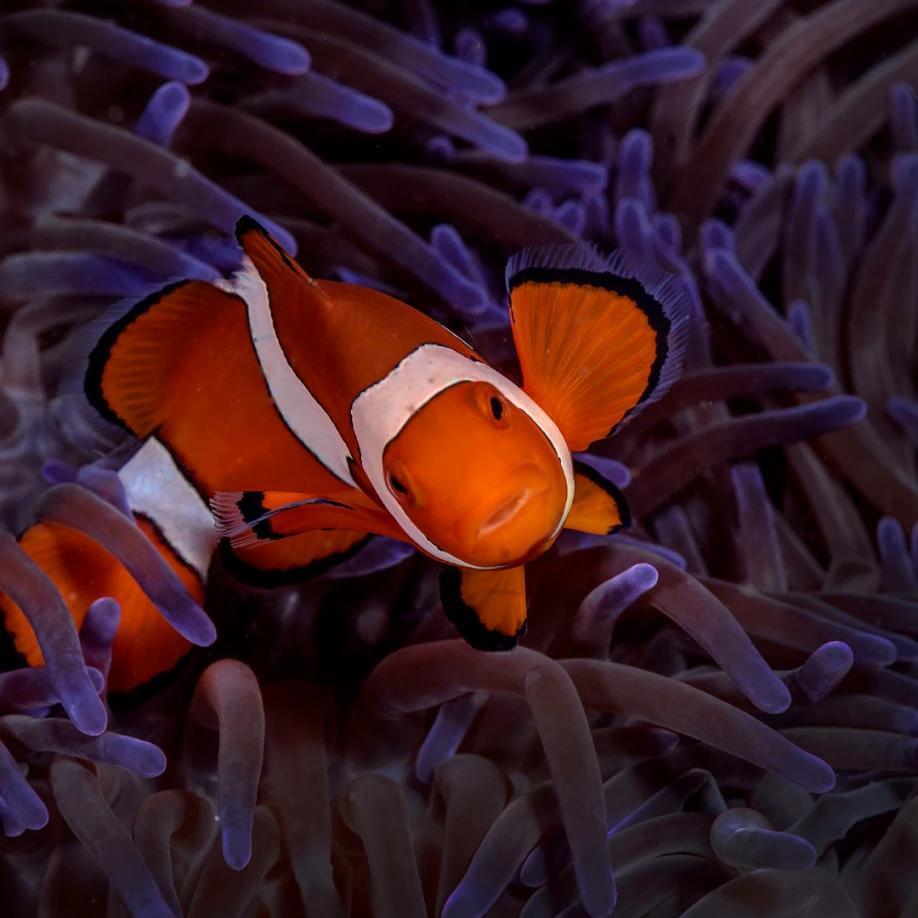 Img papua 033x