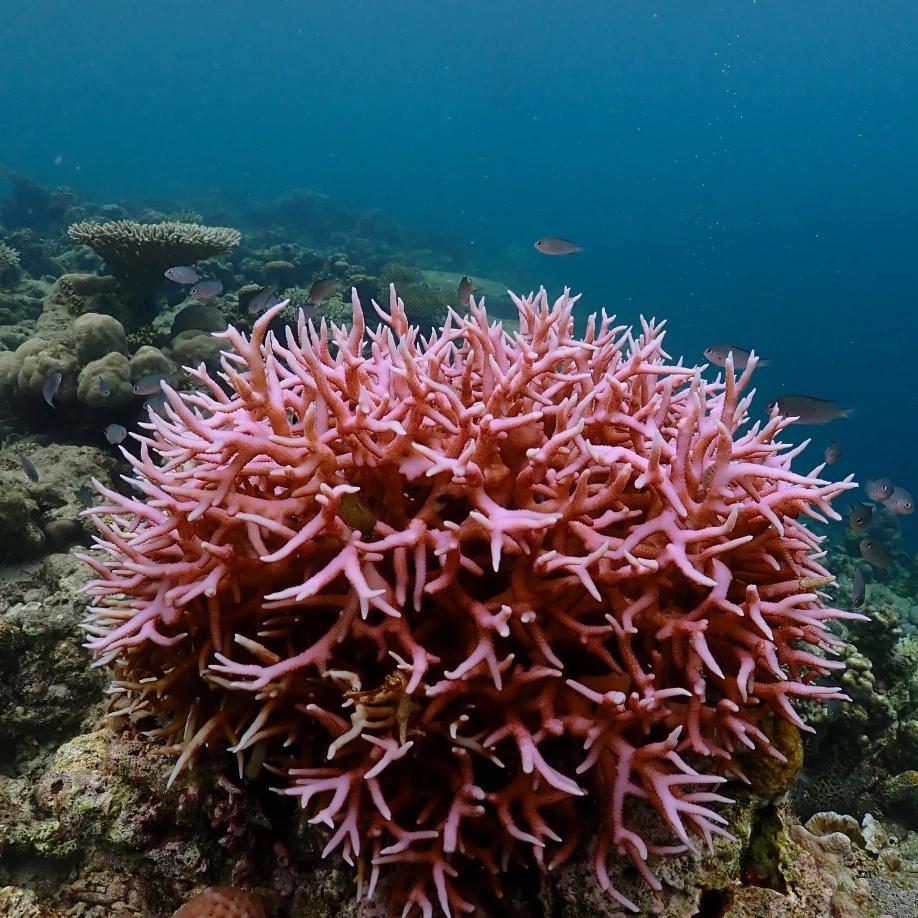 Img indonesia 081x