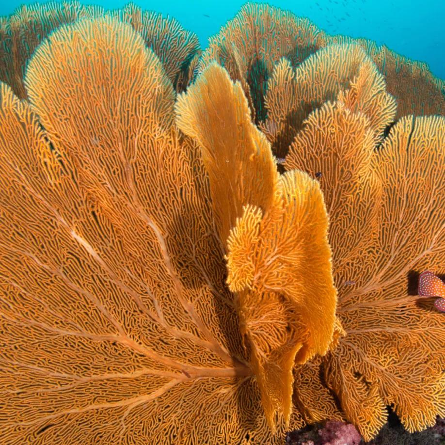 Bahamasimg02