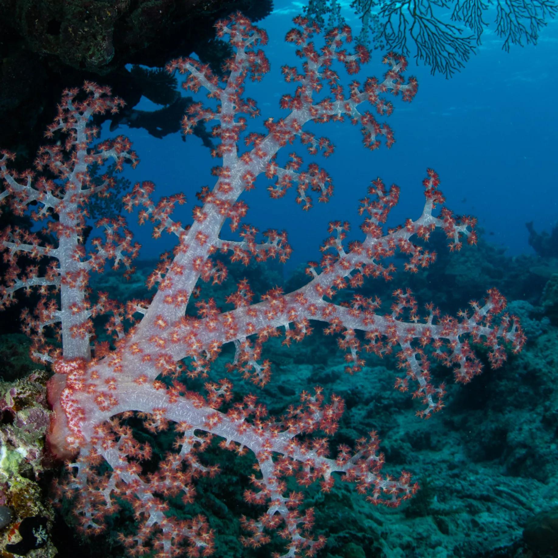 Imgfiji08