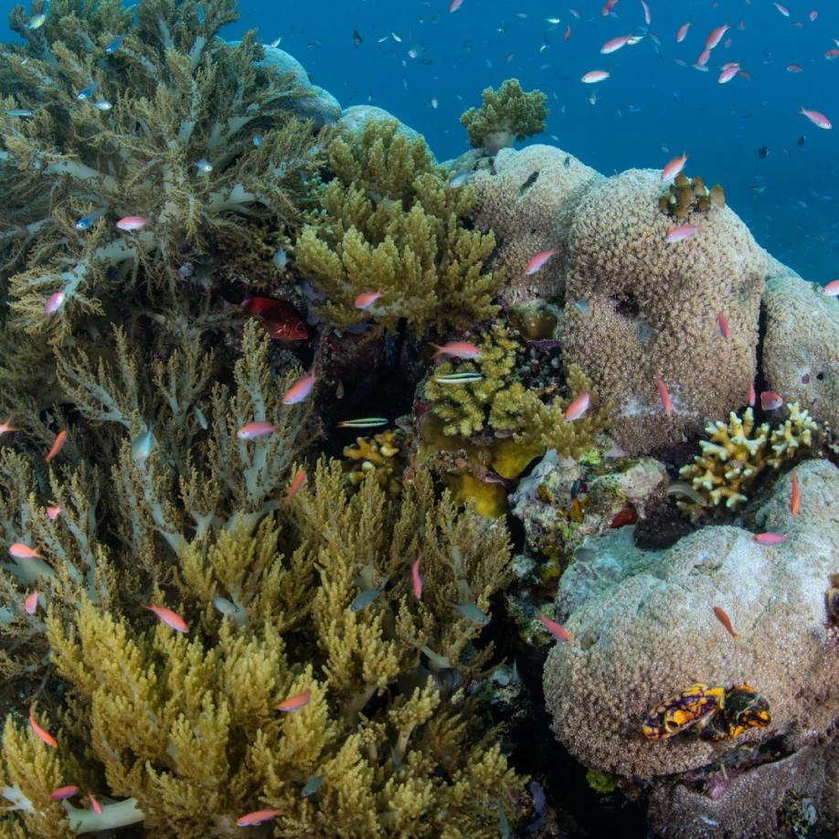 Img papua 023x