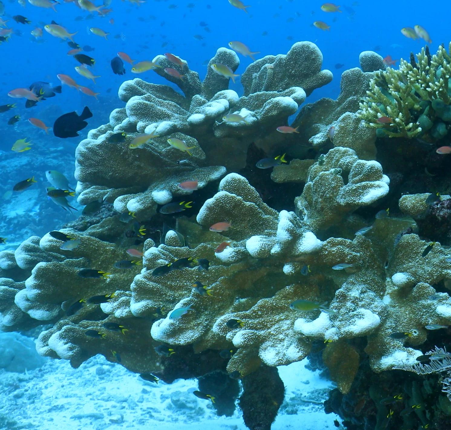 Layoutmicronesia