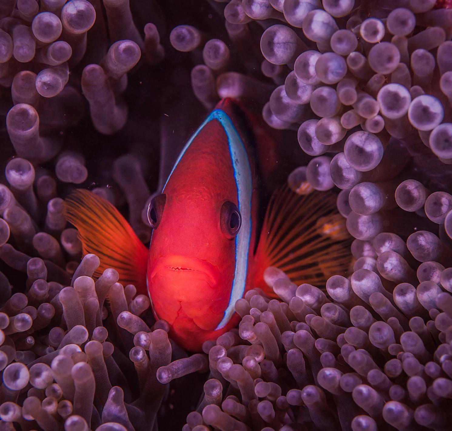 Layoutpapua