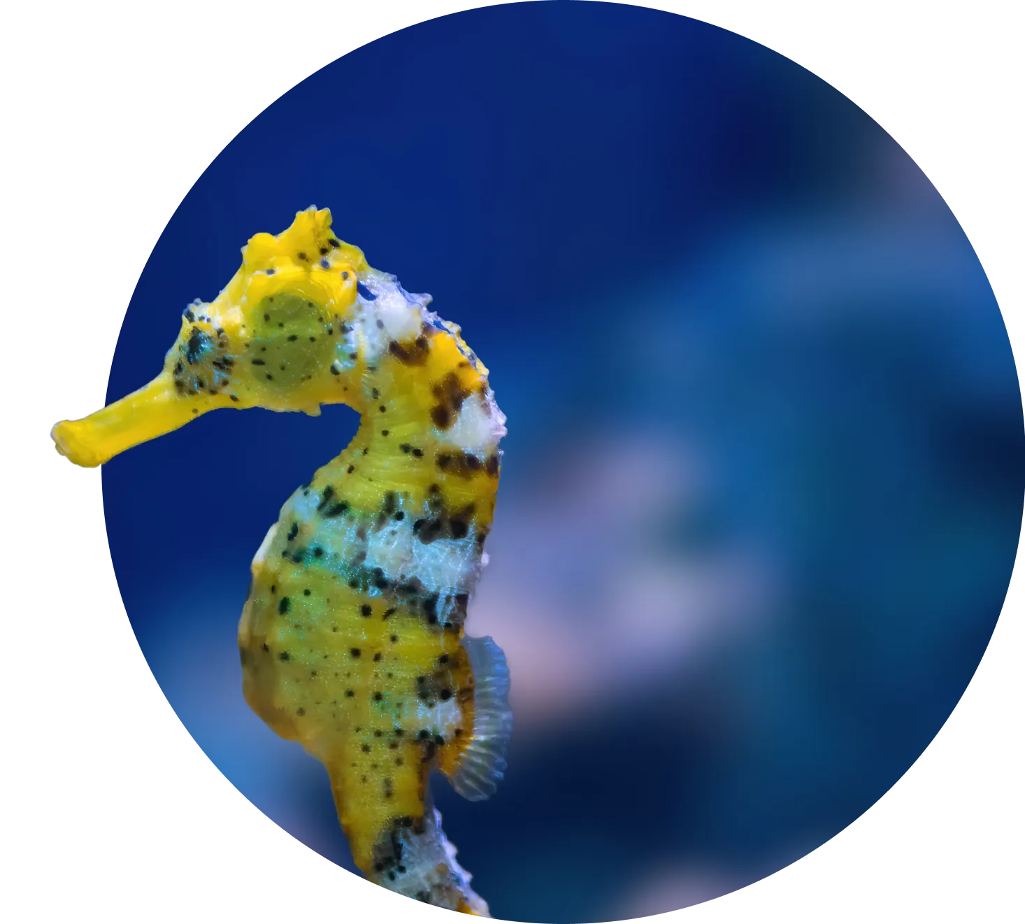 Reefsupporthero 2