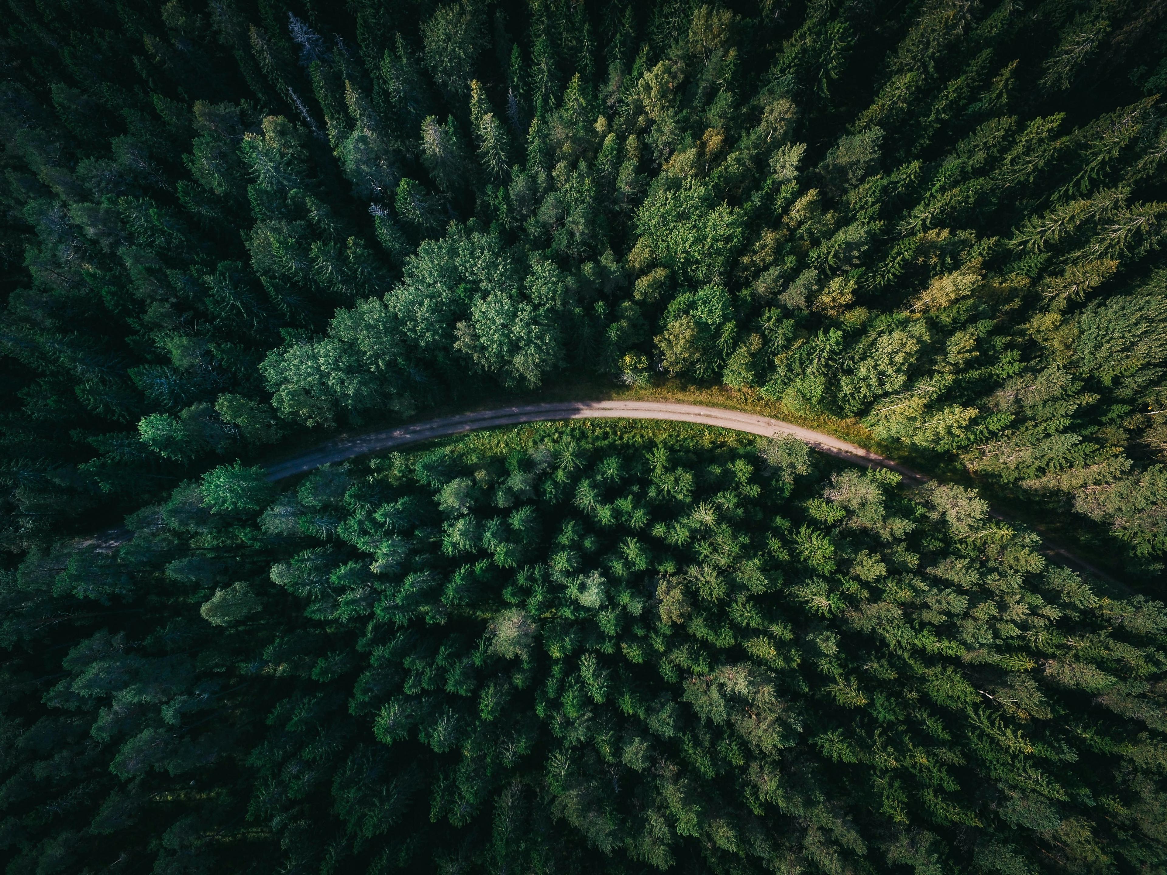 An aerial shot of a road through a forest