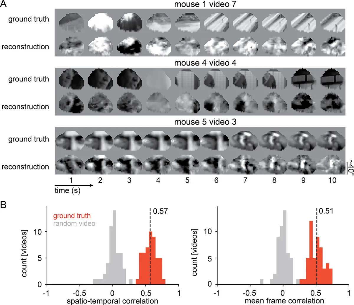 A research figure comparing video frames from a mouse experiment with reconstructions generated from the animal's visual cortex activity.