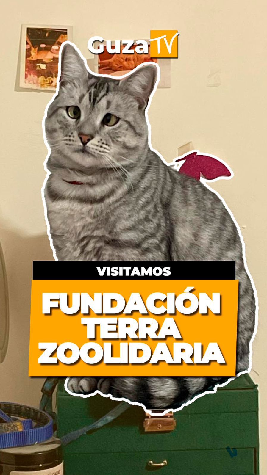 Portada del video: Conocimos de cerca el hermoso trabajo que realiza la Fundación Terra Zoolidaria, dedicada a atender a…
