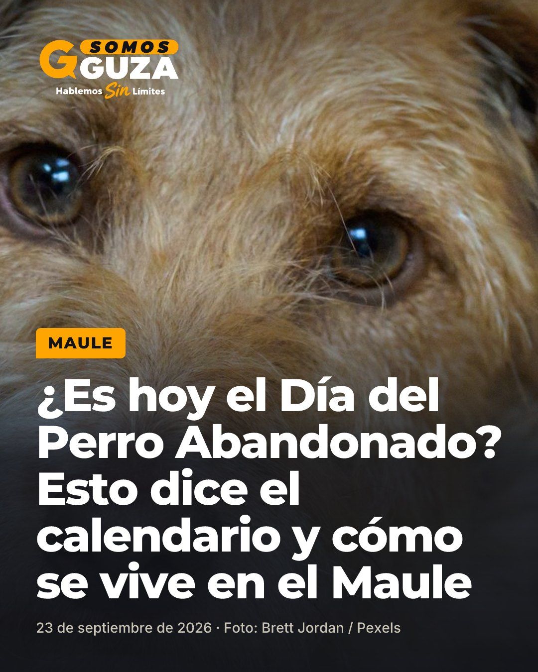 Foto 1 de 2: Es hoy el Día del Perro Abandonado? Esto dice el calendario y cómo se vive en el Maule