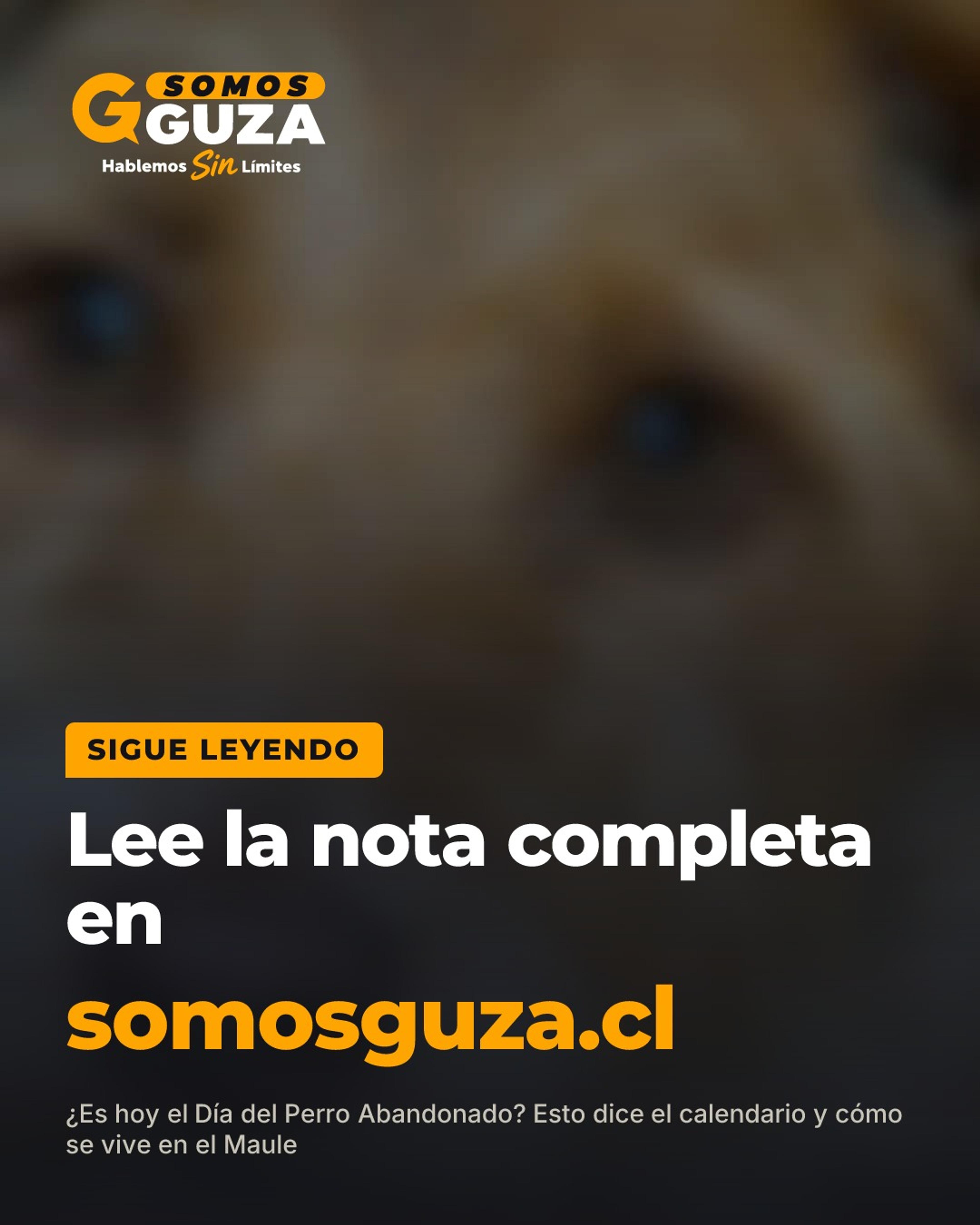 Foto 2 de 2: Es hoy el Día del Perro Abandonado? Esto dice el calendario y cómo se vive en el Maule
