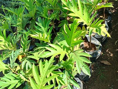 Breadfruit: The Superfood Tree for Food Security & Profitability! 🍞🌳 - image 2